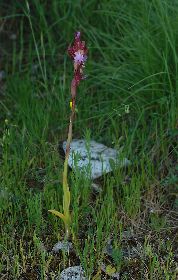 Orchidee nel pisano